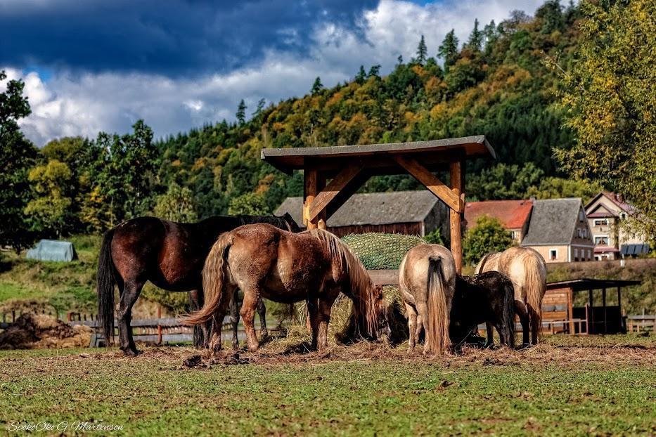 Wsiowa Chata Scinawka Gorna Exteriér fotografie