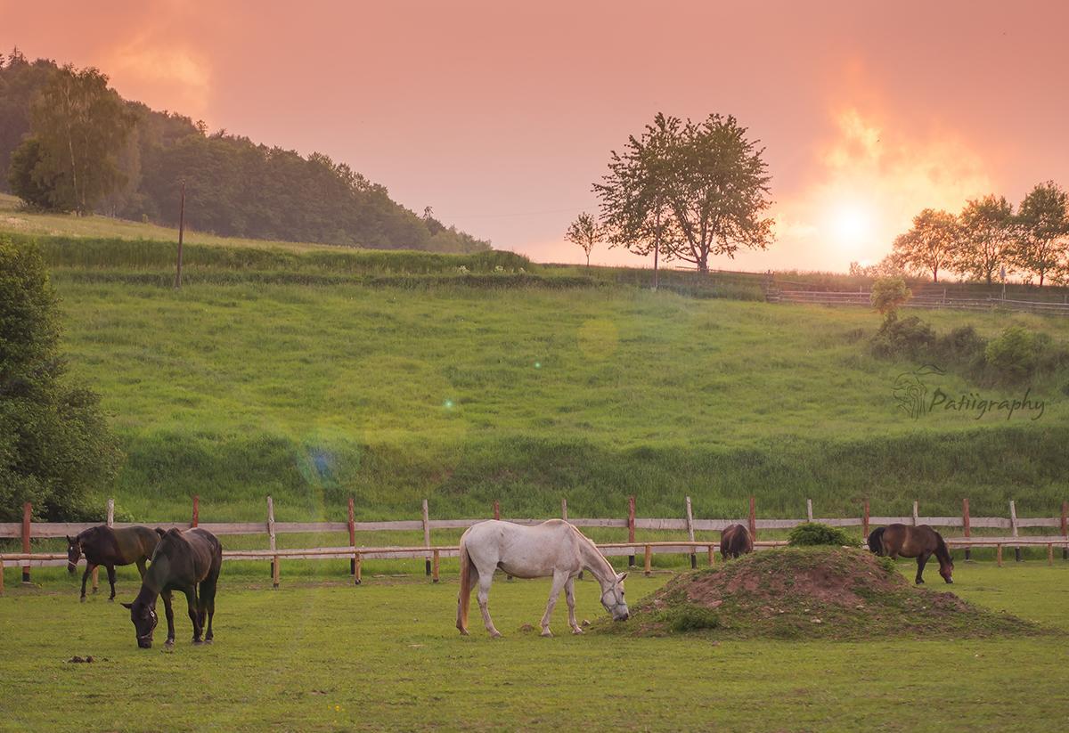 Wsiowa Chata Scinawka Gorna Exteriér fotografie